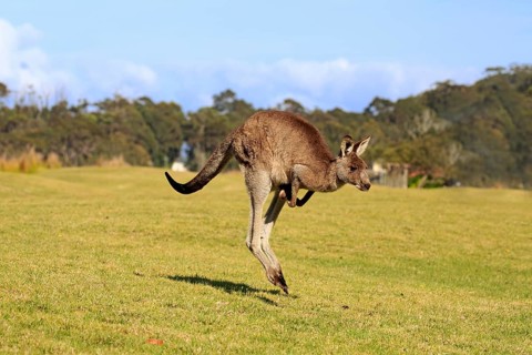 Eastern grey kangaroo (Macropus giganteus)