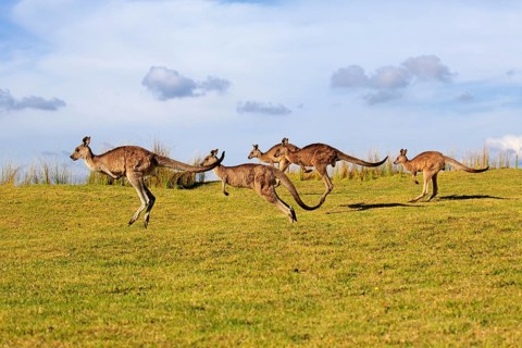 Eastern grey kangaroos (Macropus giganteus)