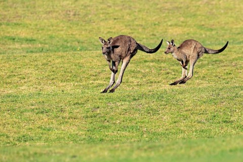 Eastern grey kangaroos (Macropus giganteus)