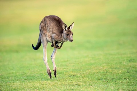 Eastern grey kangaroo (Macropus giganteus)