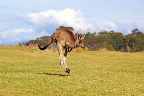 Eastern grey kangaroo (Macropus giganteus)