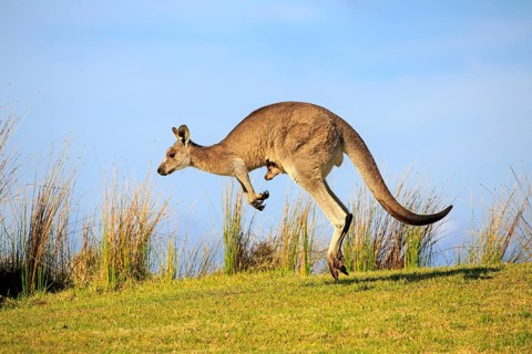Eastern grey kangaroo (Macropus giganteus)