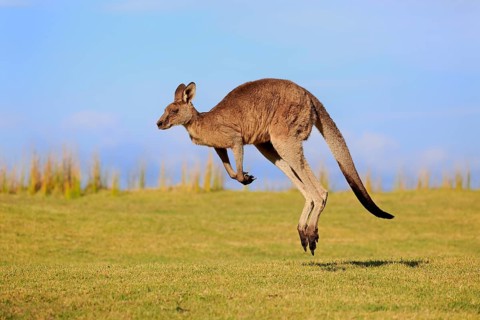 Eastern grey kangaroo (Macropus giganteus)
