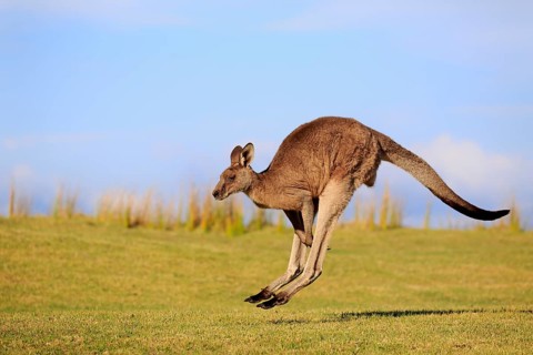 Eastern grey kangaroo (Macropus giganteus)