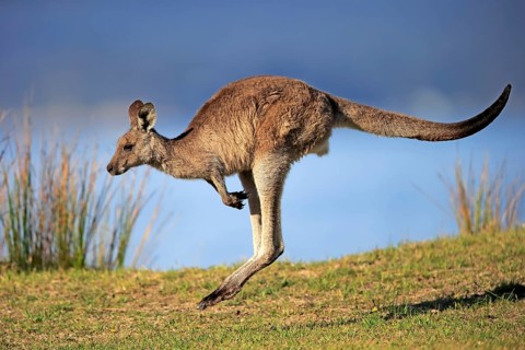 Eastern grey kangaroo (Macropus giganteus)