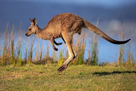 Eastern grey kangaroo (Macropus giganteus)