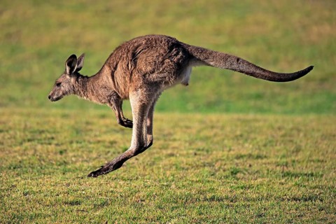 Eastern grey kangaroo (Macropus giganteus)