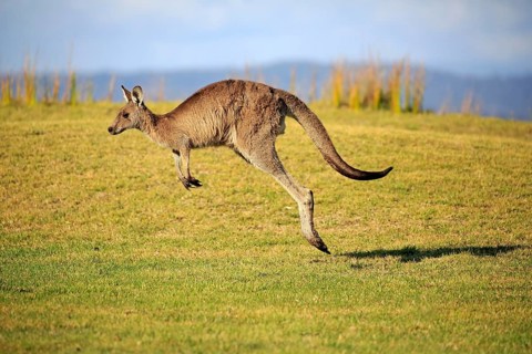 Eastern grey kangaroo (Macropus giganteus)