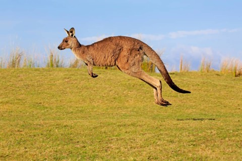 Eastern grey kangaroo (Macropus giganteus)