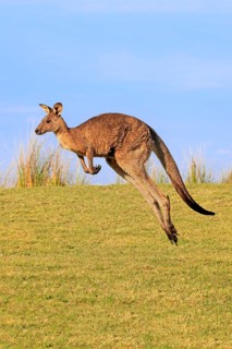 Eastern grey kangaroo (Macropus giganteus)
