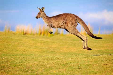 Eastern grey kangaroo (Macropus giganteus)