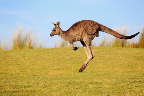 Eastern grey kangaroo (Macropus giganteus)