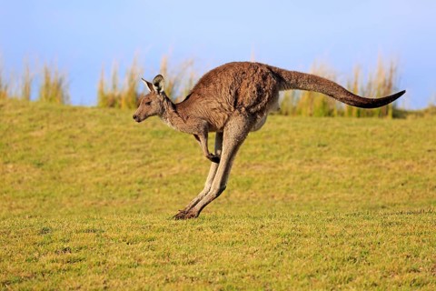 Eastern grey kangaroo (Macropus giganteus)