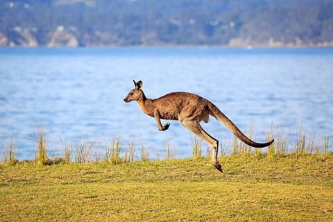 Eastern grey kangaroo (Macropus giganteus)