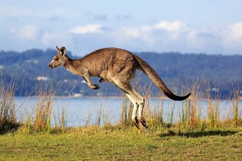 Eastern grey kangaroo (Macropus giganteus)