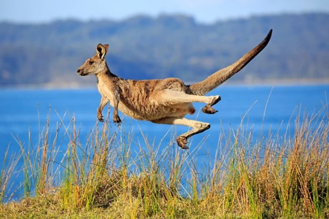Eastern grey kangaroo (Macropus giganteus)