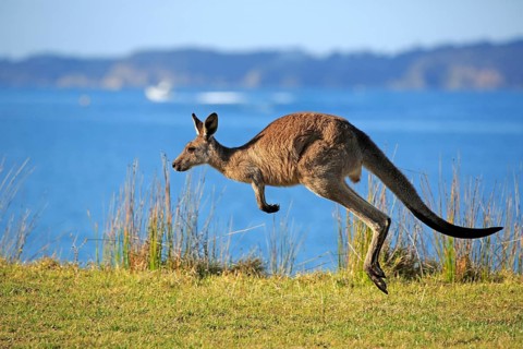 Eastern grey kangaroo (Macropus giganteus)