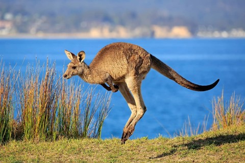 Eastern grey kangaroo (Macropus giganteus)