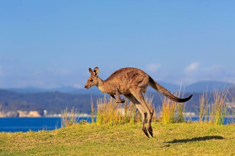 Eastern grey kangaroo (Macropus giganteus)