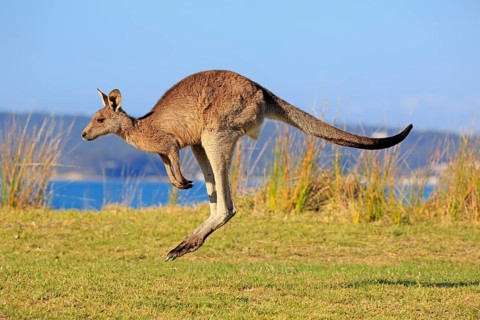 Eastern grey kangaroo (Macropus giganteus)