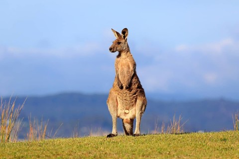 Eastern grey kangaroo (Macropus giganteus)