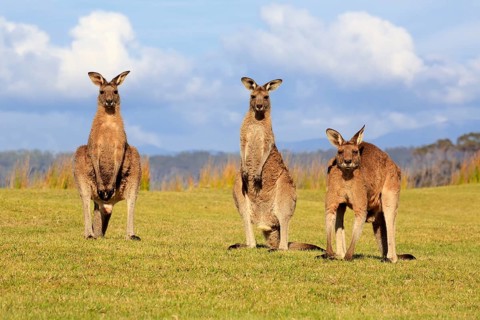 Eastern grey kangaroos (Macropus giganteus)