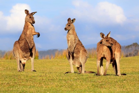 Eastern grey kangaroos (Macropus giganteus)