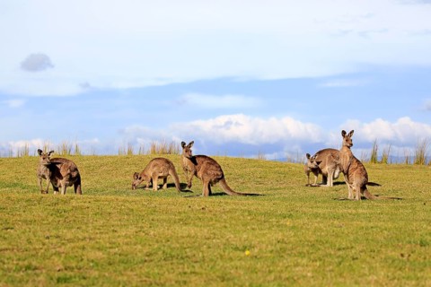 Eastern grey kangaroos (Macropus giganteus)