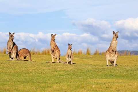 Eastern grey kangaroos (Macropus giganteus)