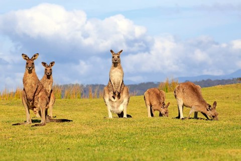 Eastern grey kangaroos (Macropus giganteus)