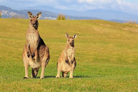 Eastern grey kangaroos (Macropus giganteus)
