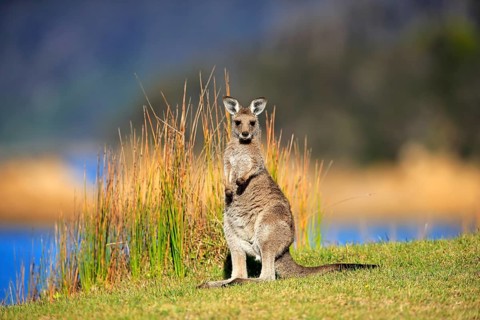 Eastern grey kangaroo (Macropus giganteus)