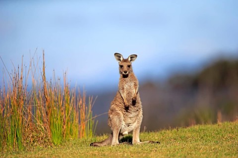 Eastern grey kangaroo (Macropus giganteus)