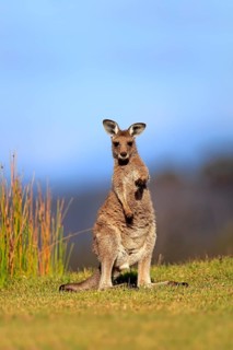 Eastern grey kangaroo (Macropus giganteus)
