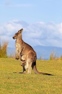 Eastern grey kangaroo (Macropus giganteus)