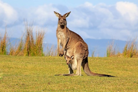 Eastern grey kangaroo (Macropus giganteus)