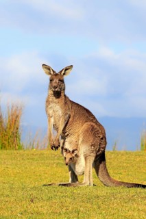 Eastern grey kangaroo (Macropus giganteus)