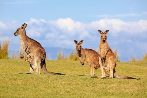 Eastern grey kangaroos (Macropus giganteus)