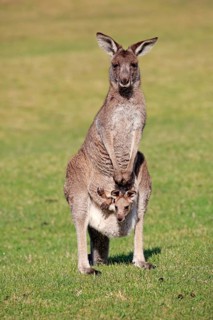 Eastern grey kangaroo (Macropus giganteus)