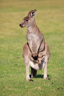 Eastern grey kangaroo (Macropus giganteus)