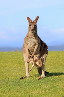 Eastern grey kangaroo (Macropus giganteus)