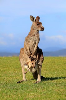 Eastern grey kangaroo (Macropus giganteus)