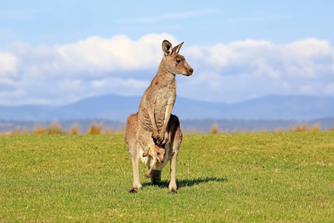 Eastern grey kangaroo (Macropus giganteus)