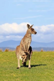 Eastern grey kangaroo (Macropus giganteus)