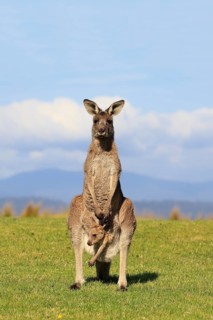 Eastern grey kangaroo (Macropus giganteus)