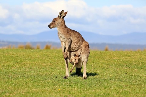 Eastern grey kangaroo (Macropus giganteus)