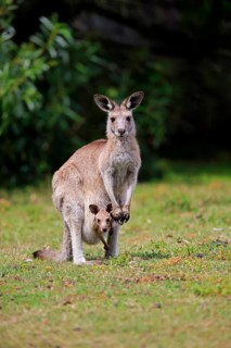 Eastern grey kangaroo (Macropus giganteus)