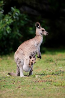 Eastern grey kangaroo (Macropus giganteus)