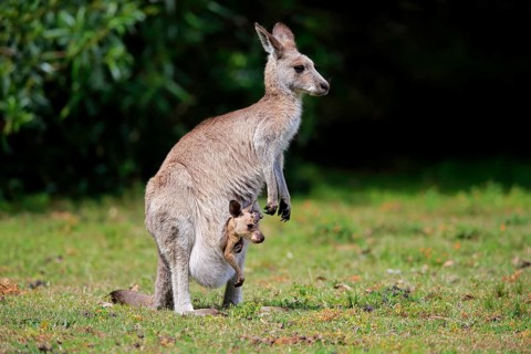 Eastern grey kangaroo (Macropus giganteus)