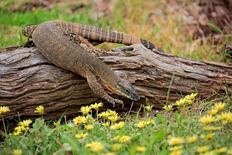 Rosenberg's monitor (Varanus rosenbergi)